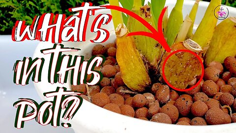 🚨Orchid Emergency | Identifying & Defeating Mysterious Pests on My Desiccating Orchid #ninjaorchids