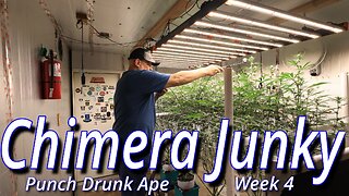 Chimera Junky Week 4: Spider Farmer SE7000 Full Garden Update