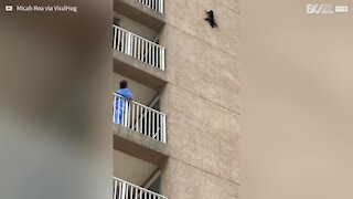 Procione si lancia dal sesto piano di un edificio negli USA