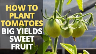 How to Plant Tomatoes for MASSIVE Harvest & SWEET Fruit