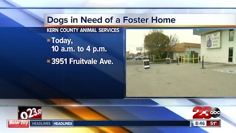 Dogs in need of a foster home