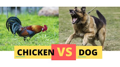 Chicken Vs Dog Fight - Cute Funny Dog Videos