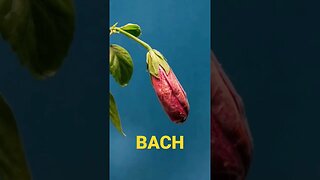 Bach - The Goldberg Variations - Subscribe For More #shorts #bach #classicalmusic