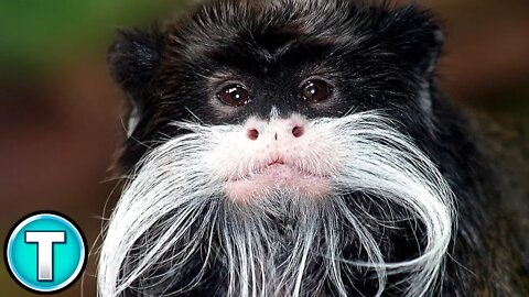 Emperor Tamarin | World's Weirdest Animals