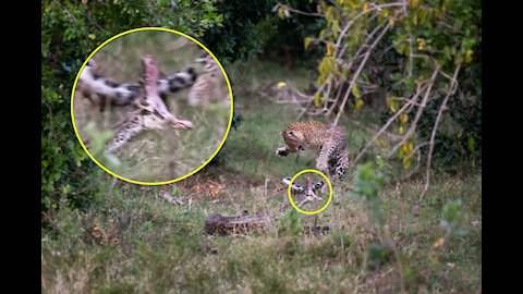 Leopard Vs Giant Python Fight | Amazing Moment Caught On Camera