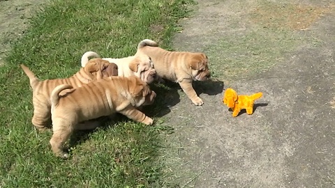 Shar Pei puppies fascinated by robot dog