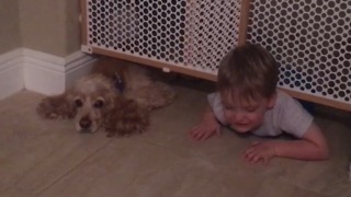 A Little Boy And His Dog Climb Underneath An Indoor Safety Gate