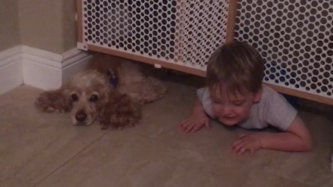 A Little Boy And His Dog Climb Underneath An Indoor Safety Gate