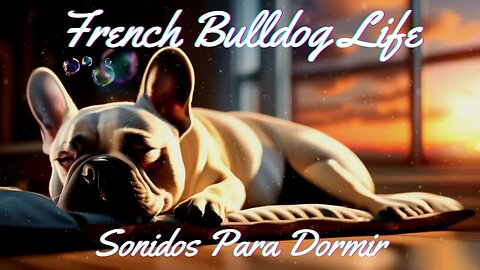Musica Para Dormir o Meditar 🎧 | French bulldog - frenchie durmiendo 💤