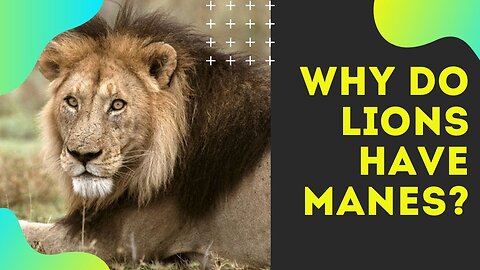 Why do lions have manes?