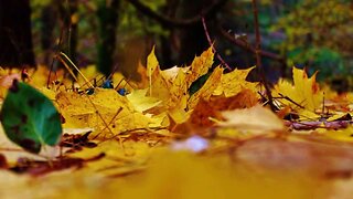The Colours of Autumn - Scott Spalding