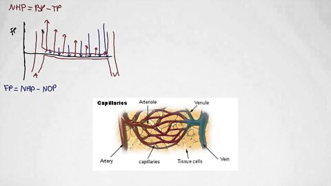 Net Hydrostatic Pressure and Filtration Pressure