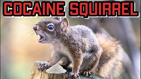 Squirrels Gone Wild!