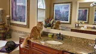 Cats are not impressed with window & floor cleaning robots