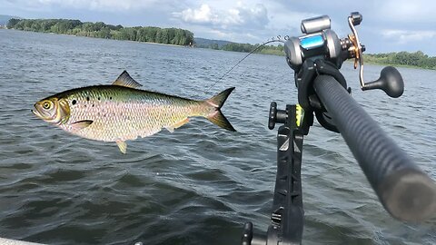 Shad Fishing The Columbia River! (Live Fishing Show)