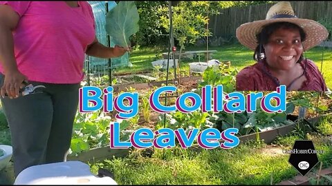 Big Collard Leaves - 20Jun2022