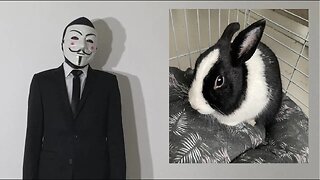 L'année du lapin commence aujourd'hui !