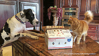 Funny Fast Cat Disciplines Great Dane With A Swat And A Stare