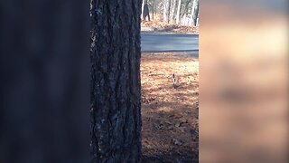 Tiny Dog does his Best to Climb a Tree