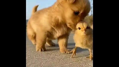 the_puppy_dog_the_Little_aduck_friendship_💝💝💝