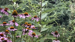 Bumblebees and monarch butterflies