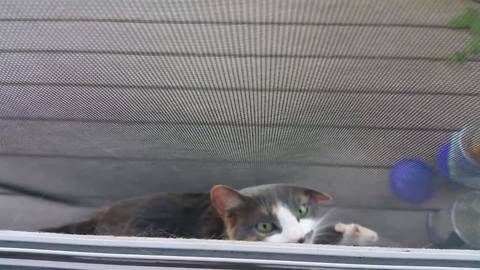 Funny Cat Gets Stuck Between Two Door