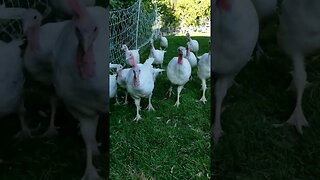 #turkeys #turkey #farmanimals #cuteanimals #homesteading #homesteadlife #farm #farmlife