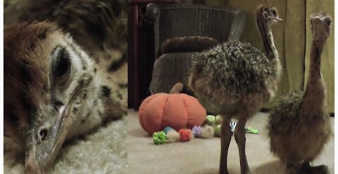 Ostrich playing in room