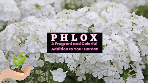 PHLOX: A fragrant, tall or creeping addition to your flower garden