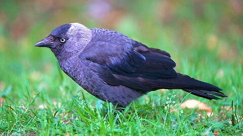 Crafty Jackdaw is Patiently Waiting for Me to Offer Some Food