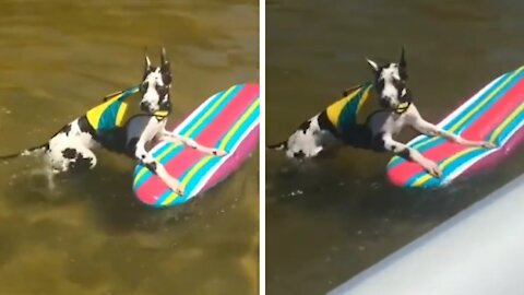 Dog using a buoy in the shape of a surfboard ends up using it to swim to the boat
