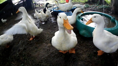 Ducks Showering in Their New Watering System