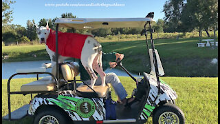 Halloween Super Hero Great Danes Enjoy Golf Cart Ride With Talkative Birds