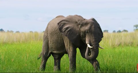 Elephant Feeding in the Green Fields of Africa