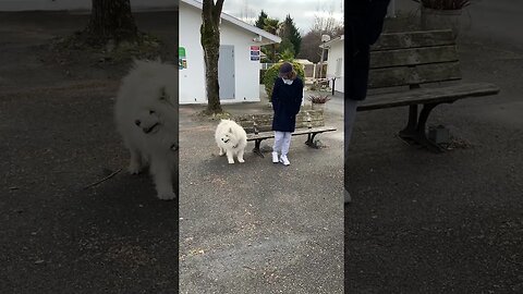 Morrendo de medo desse cachorro enorme! 😂😅🥰#curiosidades #incrível #shorts