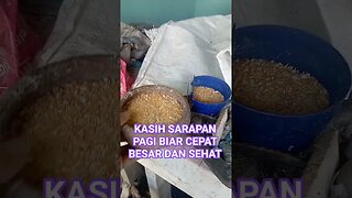 JAGUNG GILING + VOER 511 AYAM + KONSENTRAT 144 BEBEK #shortvideo #ternakburungputer #puterpelung