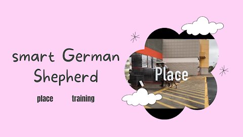 Smart German Shepherd place training