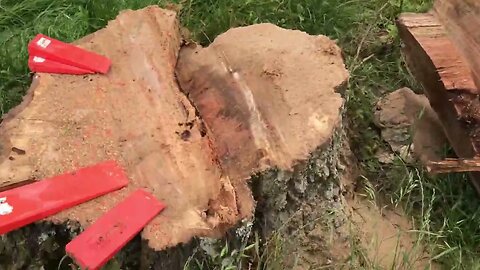 Dropping Dead Oak In Hayfield