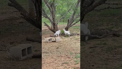 Three baby goats or kids. Luna, Venus, and Clover. #goat #goats #kids #baby #Venus #Luna #clover