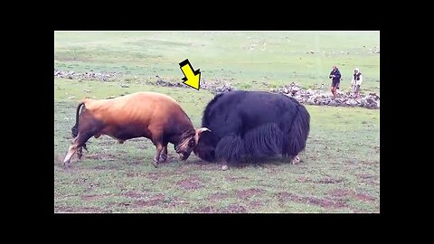 BULL VS YAK Who do you think WINS the Battles LAW OF THE STRONGEST