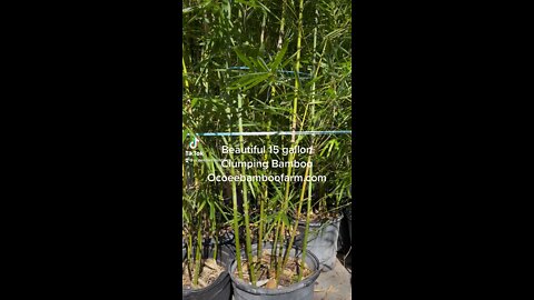 Beautiful 15 gallon Graceful Bamboo Ocoee Bamboo Farm 407-777-4807