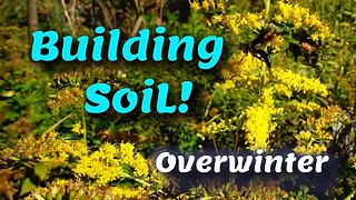 Building Soil for FREE over winter!