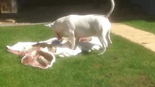 English Bull Terrier ecstatic about new toy