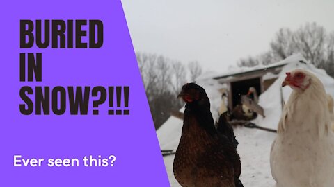 Why did I bury my Chickens in the snow???