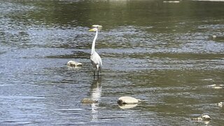 White Egret and a cormorant tag teams