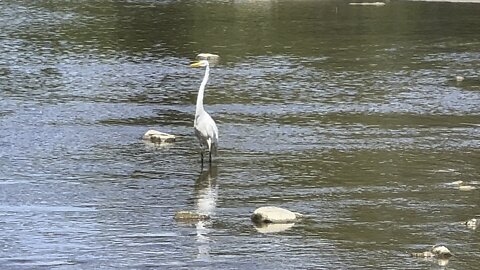 White Egret and a cormorant tag teams