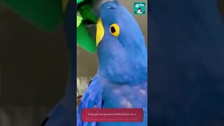 fun parrot facts - 🦜 funniest parrots - #shorts #parrots #bird