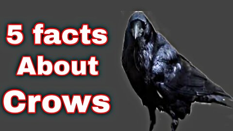 Five interesting facts about crows