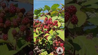 Riverbank Discovery: Wild Berries, Piano Melodies, and Nature's Symphony #nature #relaxing #calming