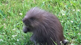Baby Porcupine ❤️